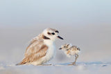Audubon